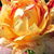 Rot-gelb - Floribunda-grandiflora rosen  - Nimet
